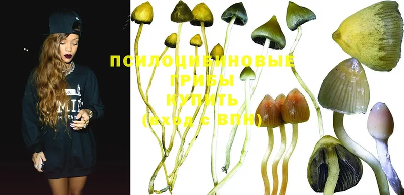 Галлюциногенные грибы Psilocybine cubensis  Стерлитамак 